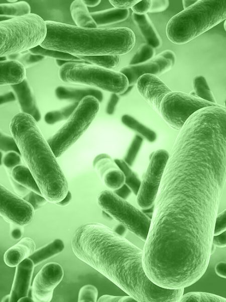 Bacillus Coagulans as a Probiotic